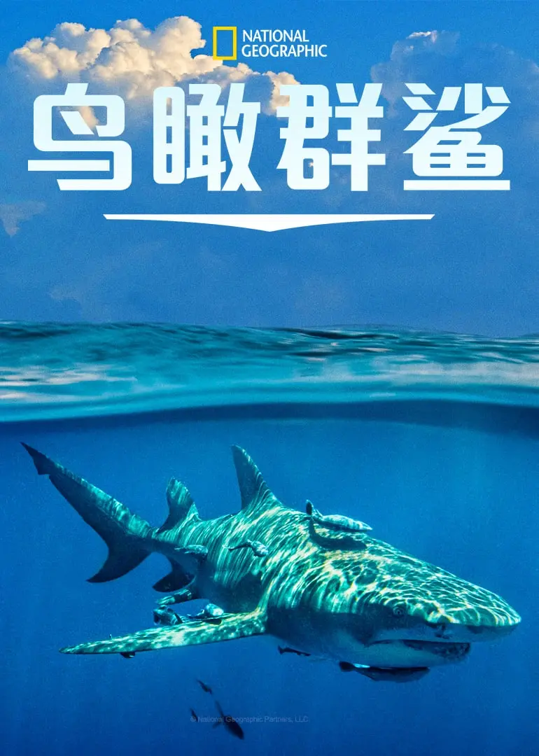 《鸟瞰群鲨》：航拍视角揭秘海洋霸主，颠覆你对鲨鱼的刻板印象！